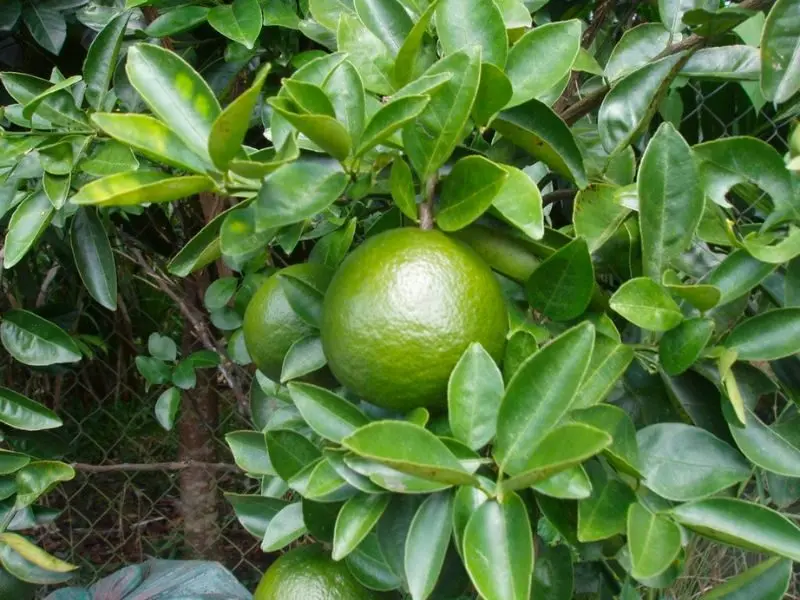 Lộc Nam Farm