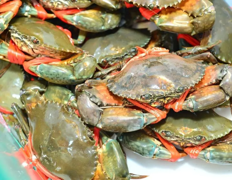 Đất Mũi Cà Mau