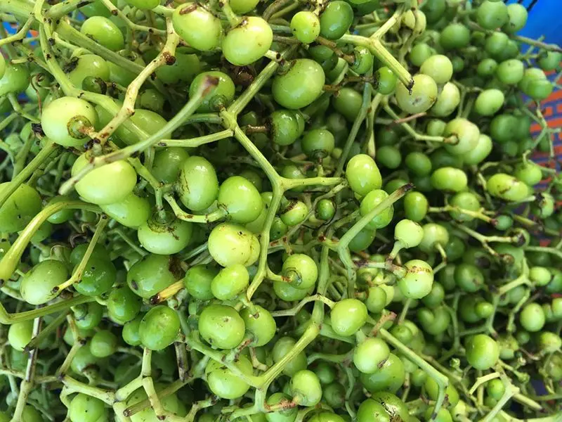 Năm Căn