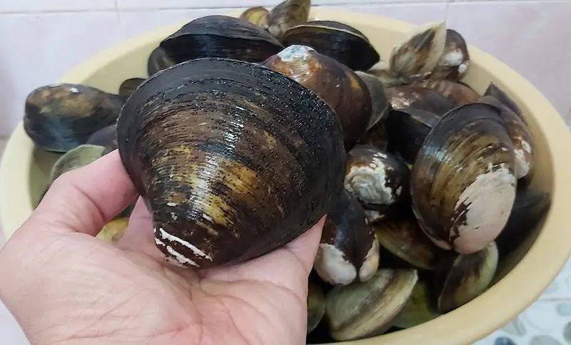 Đất Mũi