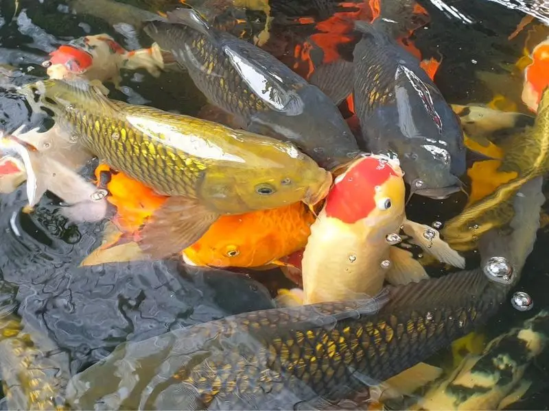 Koi Coffee