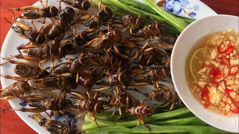 Dế chiên Nghĩa Lộ