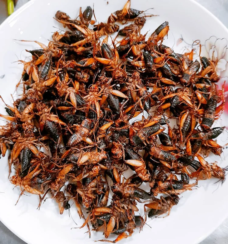 Dế mèn chiên