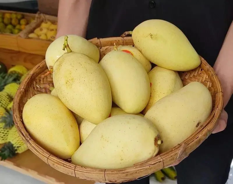 Xoài Cát Chu Đồng Tháp