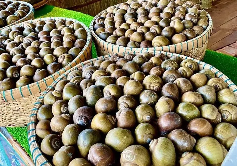 Ốc gác bếp Đồng Tháp