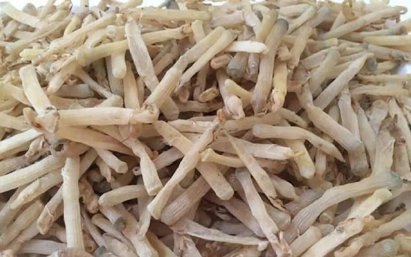 Dừa dầm Hải Phòng