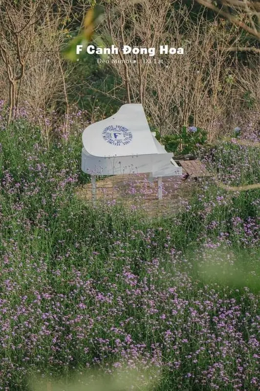 Vườn lavender và góc piano trắng