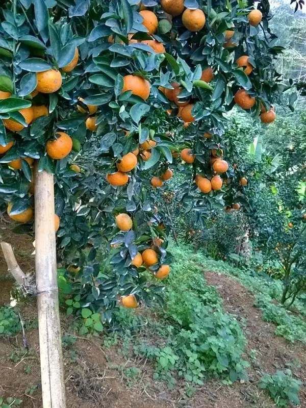 Cam Bắc Quang Hà Giang