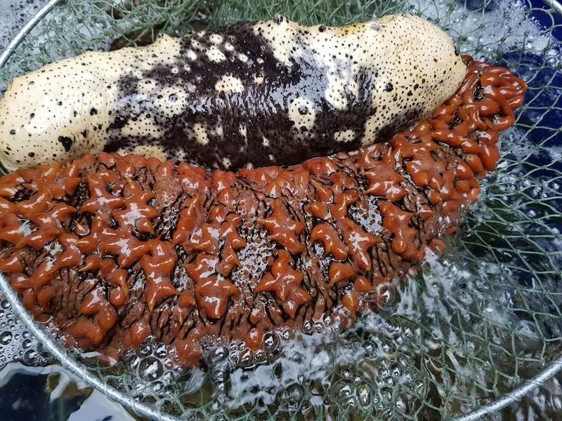 Hải sâm Hạ Long