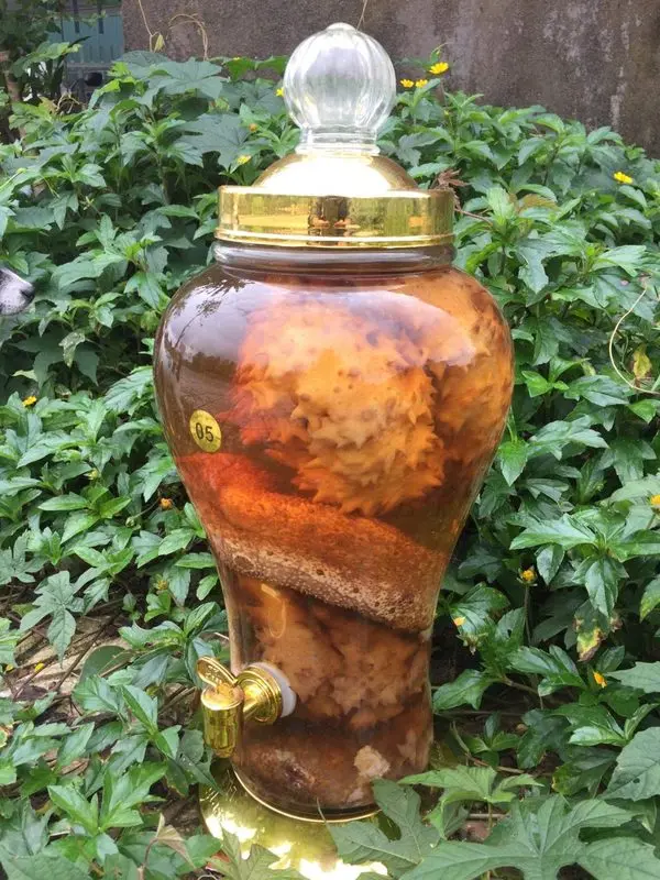 Rượu Hải sâm