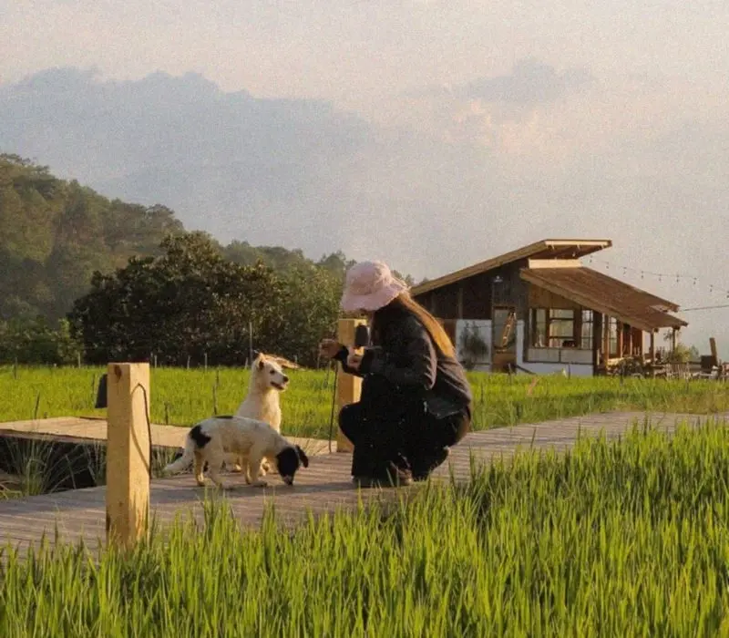 Hidden Land - thời điểm ngắm mưa và đồng lúa