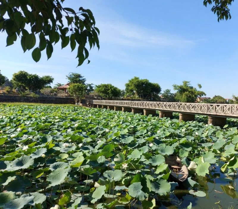 Sen Hồ Tịnh Tâm