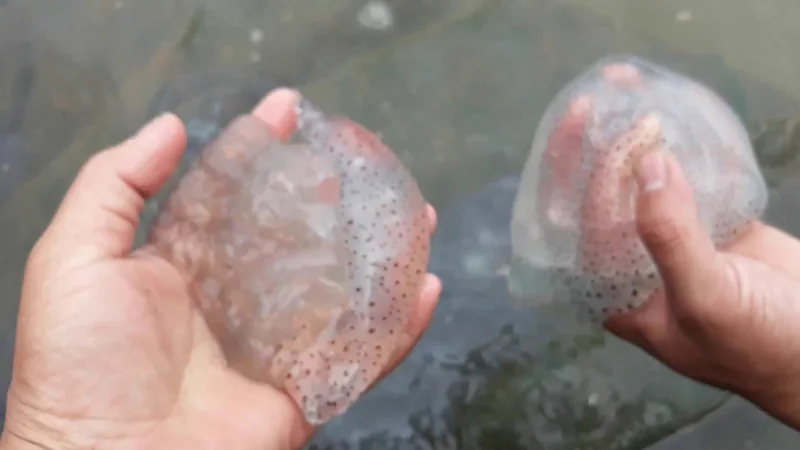 Quán bún giấm nuốc Chi Lăng