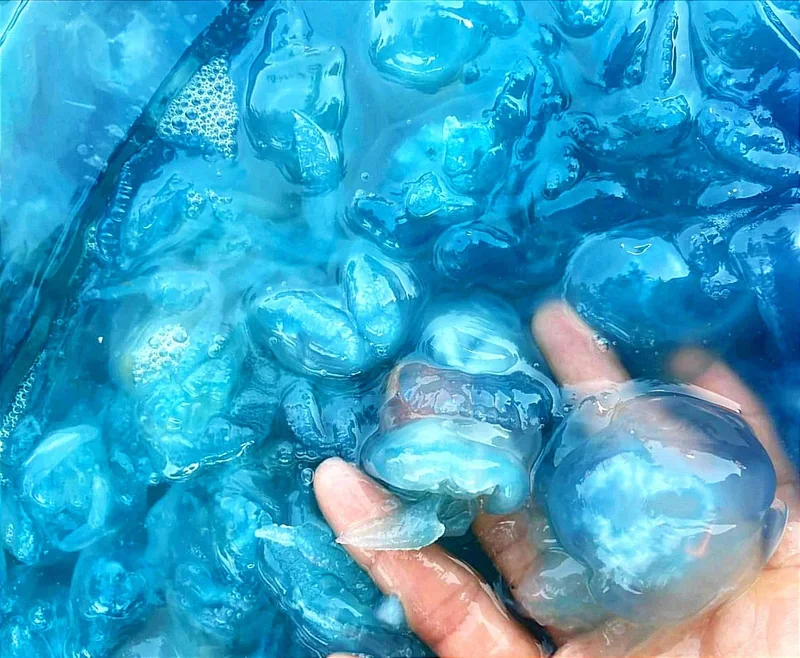 Bún giấm nuốc Huế