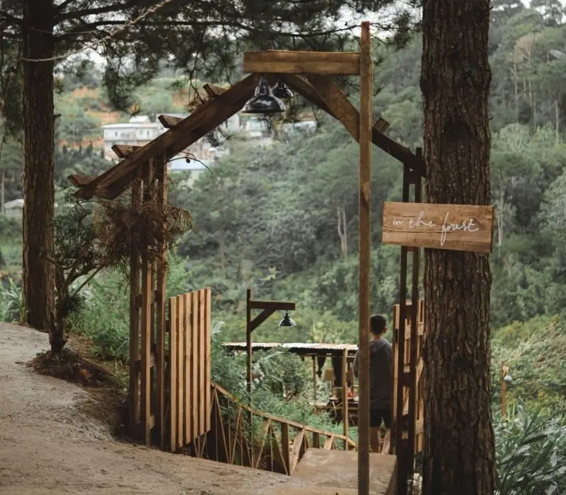 Không gian In The Forest giữa rừng thông