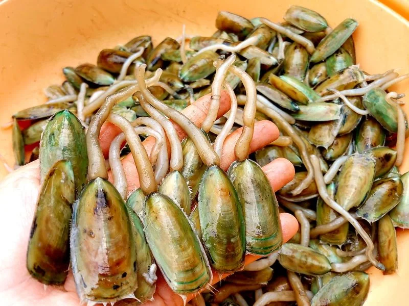 Mắm cà xỉu