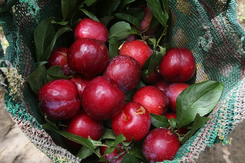 Mận Tam Hoa