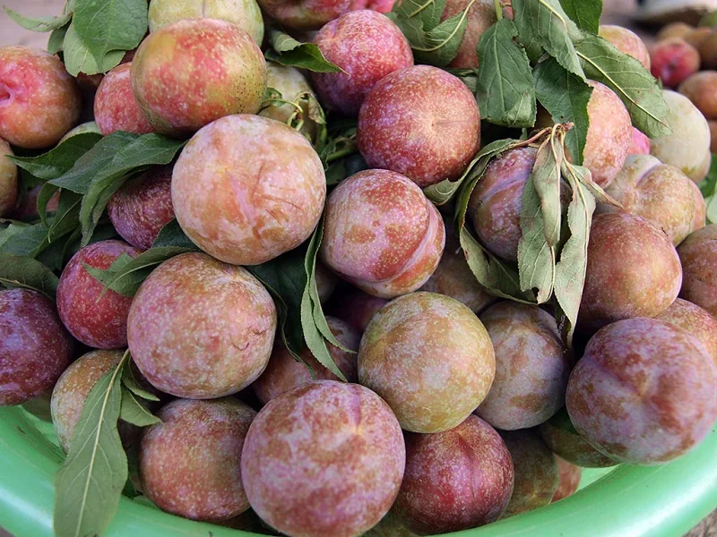 Mận Tam Hoa