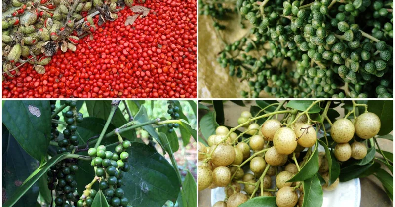 Gia vị núi rừng