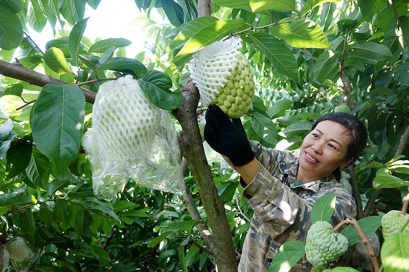 Na Thái Mai Sơn