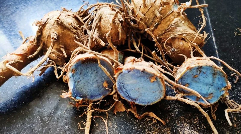 Nghệ đen rừng Sơn La