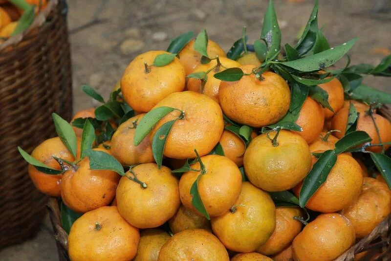 Quýt Chiềng Cọ