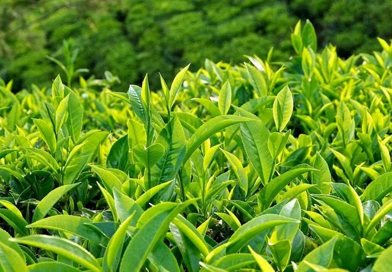 Chè Mộc Châu