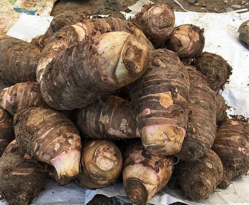 Khoai sọ mán