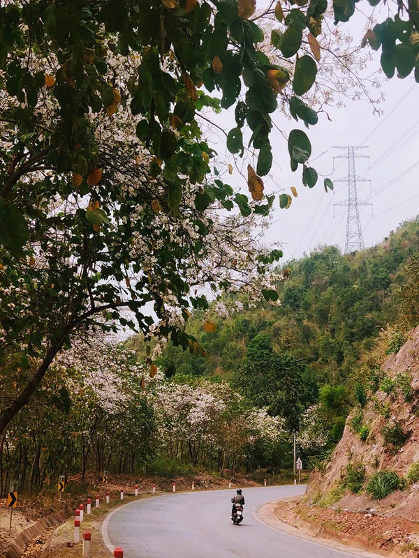 Nộm hoa ban rau rừng