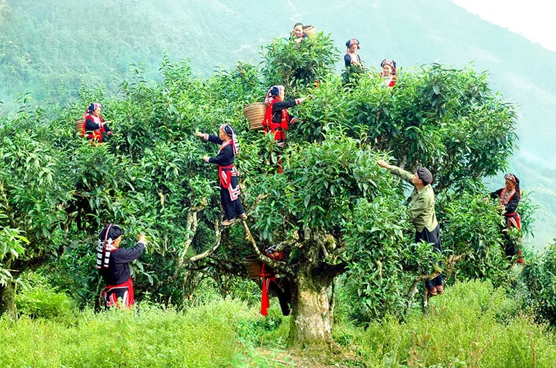 Mộc Châu Highlands