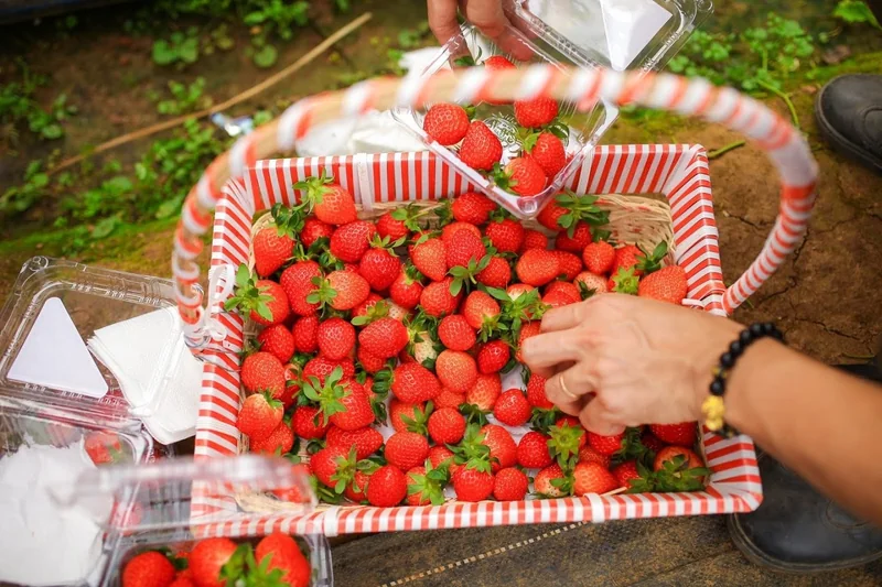 Papi Farm - Vườn dâu tây Mộc Châu sạch