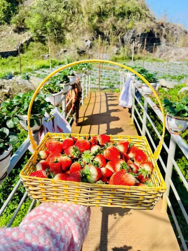 Vườn dâu Hoa Mộc Châu Farm