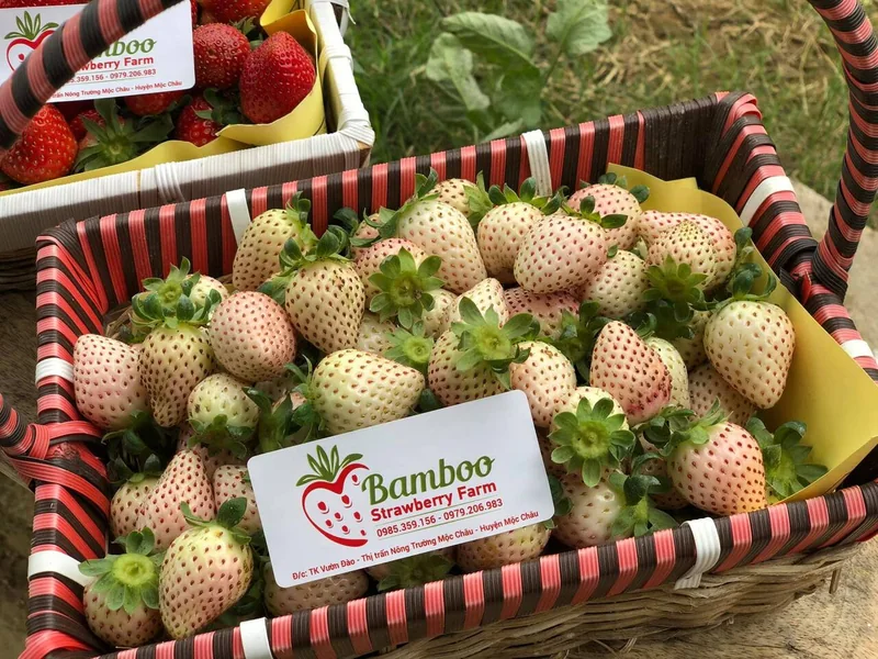Vườn dâu tây Bamboo Strawberry Farm