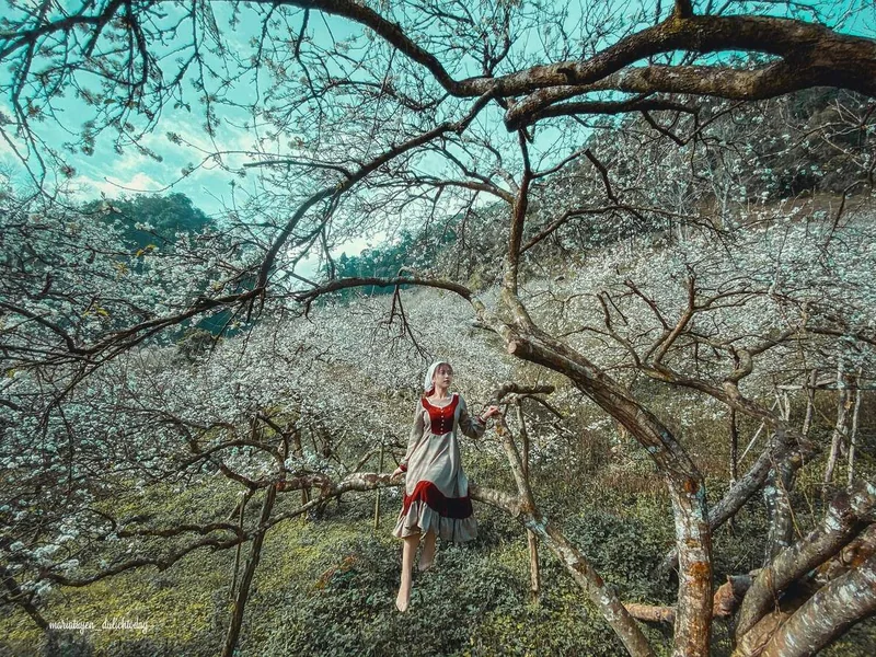 Nương mận hậu Mu Náu