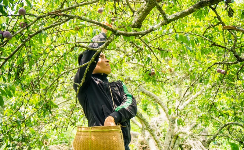 Nương mận trên đỉnh Phiêng Khoang