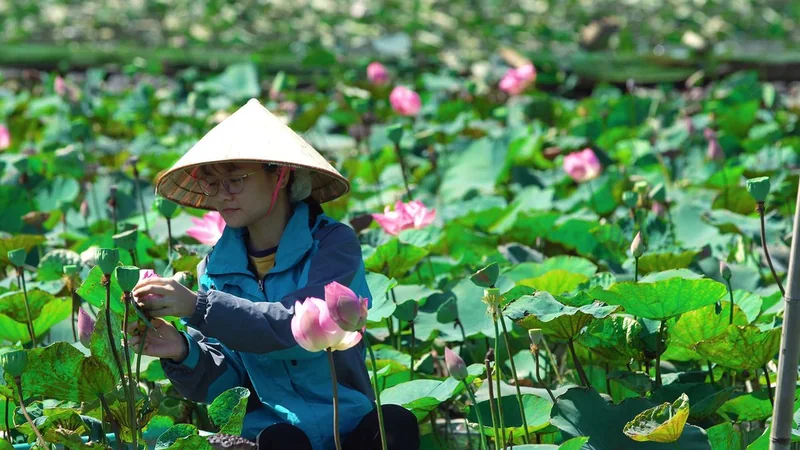 Trà ướp trong sen Nhật