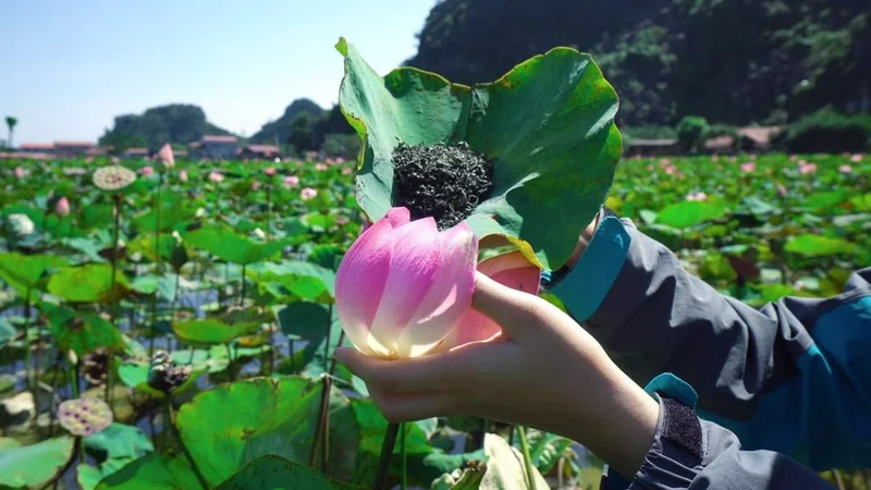 Trà ướp sen Nhật