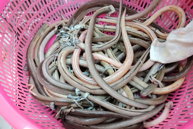 Gỏi cá nhệch