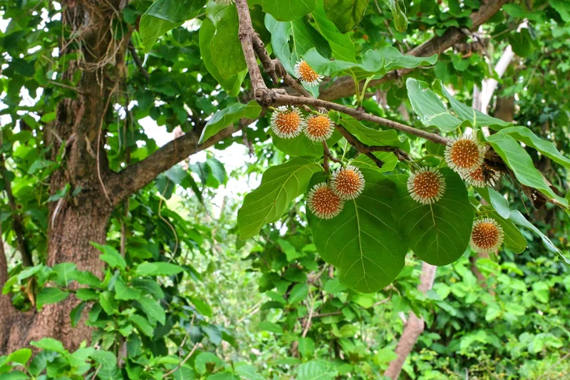 Quả gáo