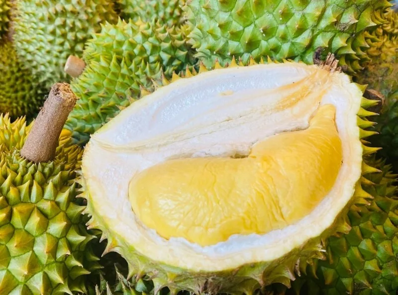 Sầu riêng Khánh Sơn