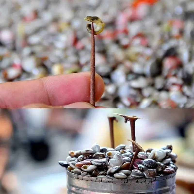 Ốc lễ Cô Bê Chợ Mới Đà Nẵng