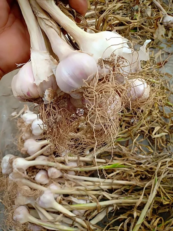 Tỏi Quảng Minh Quảng Bình