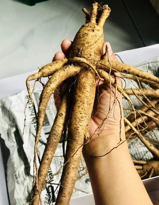 Cửa hàng Sâm Bố Chính