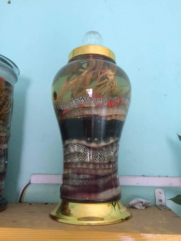 Đẻn biển Quảng Bình ngâm rượu