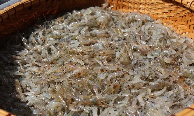 Nhút tép đồng Lệ Thuỷ Quảng Bình