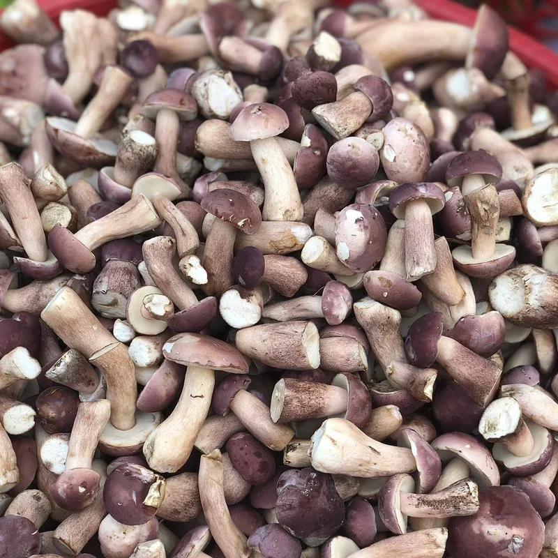 Nấm Tràm