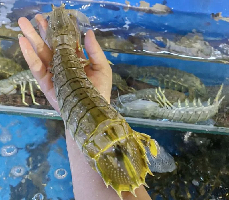 Bề bề