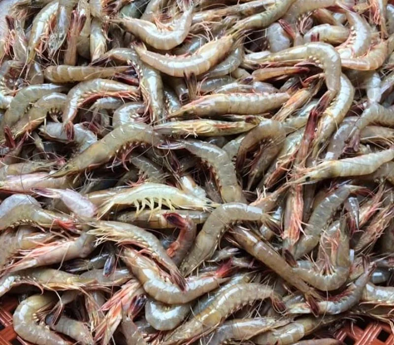 Tôm sắt