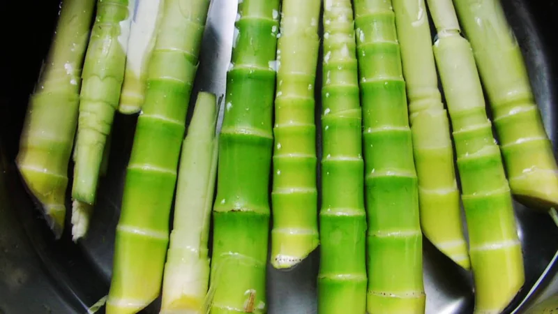 Măng trúc