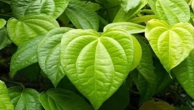 Trầu một lá Yên Tử